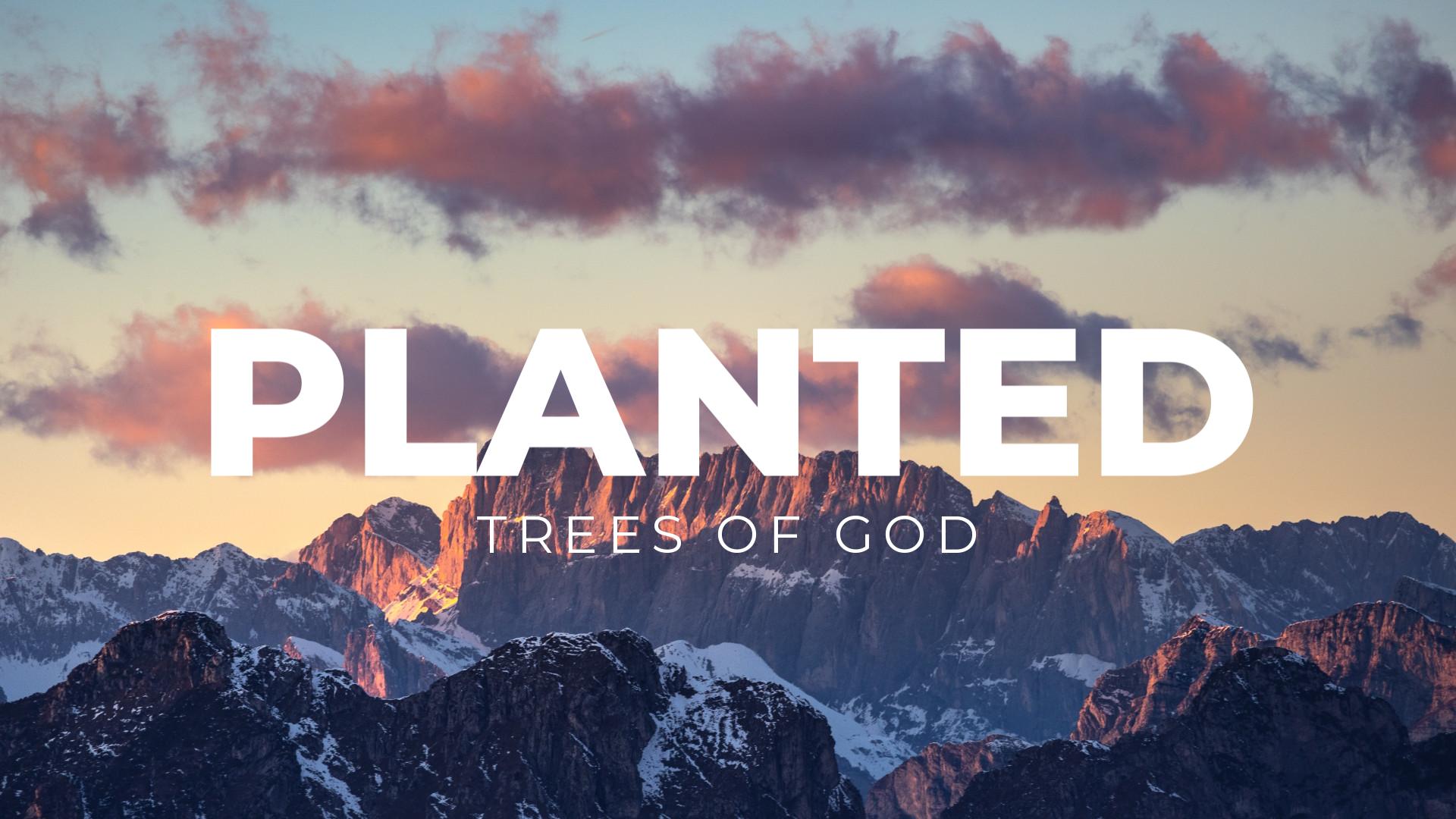 Planted Tree of God Bible Study Banner